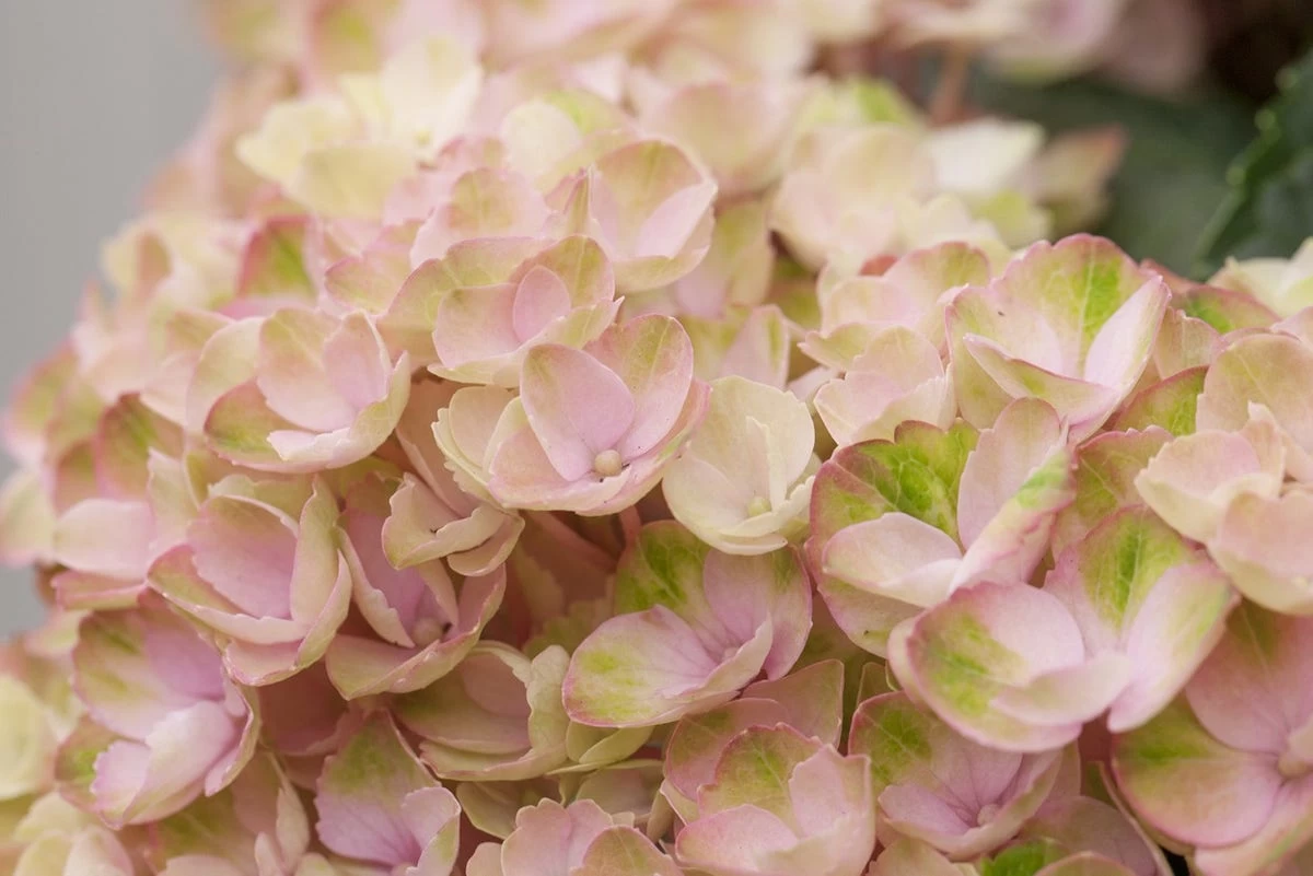 Hortensia (Hydrangea Magical Revolution Pink) 1 Hortensia (Hydrangea Magical Revolution Pink)