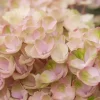 Hortensia (Hydrangea Magical Revolution Pink)