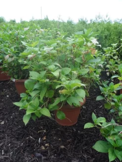 Hortensia (Hydrangea Macrophylla 'Soeur Therese') -Tuinplanten Winkel hydrangea macrophylla soeur therese c50