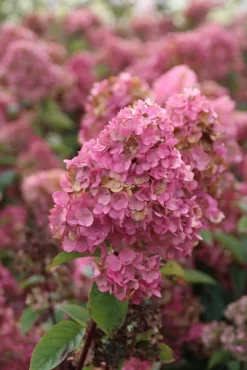 Pluimhortensia (Hydrangea Paniculata 'Sundae Fraise') -Tuinplanten Winkel hydrangea pan sundae fraise 2 2.5 frank elst