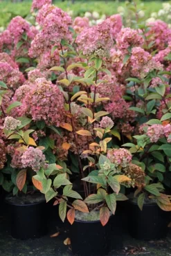 Pluimhortensia (Hydrangea Paniculata 'Sundae Fraise') -Tuinplanten Winkel hydrangea pan sundae fraise 3 2.5 frank elst