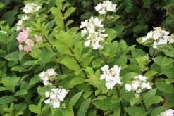 Pluimhortensia (Hydrangea Paniculata 'Dart's Little Dot') 16 Pluimhortensia (Hydrangea Paniculata 'Dart's Little Dot') -Tuinplanten Winkel hydrangea paniculata darts little dot 4