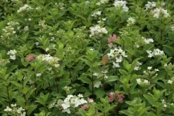 Pluimhortensia (Hydrangea Paniculata 'Dart's Little Dot') 21 Pluimhortensia (Hydrangea Paniculata 'Dart's Little Dot') -Tuinplanten Winkel hydrangea paniculata darts little dot 7