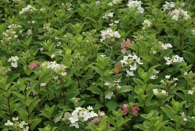 Pluimhortensia (Hydrangea Paniculata 'Dart's Little Dot') 10 Pluimhortensia (Hydrangea Paniculata 'Dart's Little Dot') - Afbeelding 10