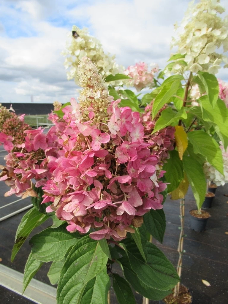 Pluimhortensia Op Stam (Hydrangea Paniculata 'Pinky Winky') 3 Pluimhortensia Op Stam (Hydrangea Paniculata 'Pinky Winky') - Afbeelding 3