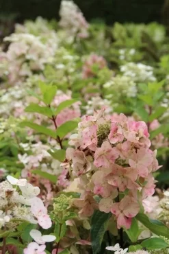 Pluimhortensia (Hydrangea Paniculata 'Unique') -Tuinplanten Winkel hydrangea paniculata unique 1 1