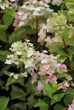 Pluimhortensia (Hydrangea Paniculata 'Unique') -Tuinplanten Winkel hydrangea paniculata unique 2 1