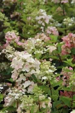 Pluimhortensia (Hydrangea Paniculata 'Unique') -Tuinplanten Winkel hydrangea paniculata unique 3