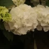 Hortensia (Hydrangea Macrophylla 'Schneeball')