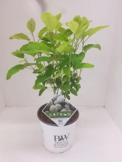 Hortensia (Hydrangea 'Strong Annabelle') -Tuinplanten Winkel hydrangea strong annabel 1