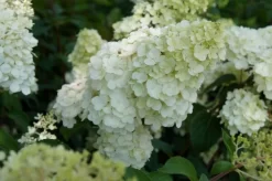 Pluimhortensia (Hydrangea Paniculata 'Sundae Fraise') -Tuinplanten Winkel hydrangea sundae fraise 02