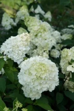Pluimhortensia (Hydrangea Paniculata 'Sundae Fraise') -Tuinplanten Winkel hydrangea sundae fraise 03