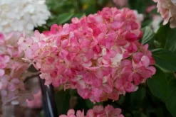 Pluimhortensia (Hydrangea Paniculata 'Sundae Fraise') -Tuinplanten Winkel hydrangea sundae fraise 03 middel