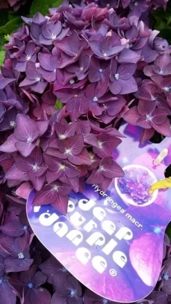 Tuinplanten Winkel -Tuinplanten Winkel hydrangeadeeppurpledance01