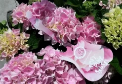 Hortensia Soft Pink Salsa (Hydrangea 'Music Collection') -Tuinplanten Winkel hydrangeasoftpinksalsa01 1 1