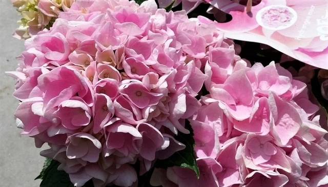 Hortensia Soft Pink Salsa (Hydrangea 'Music Collection') 2 Hortensia Soft Pink Salsa (Hydrangea 'Music Collection') - Afbeelding 2
