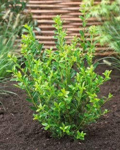 Japanse Hulst (Ilex Maximowicziana 'Kanehirae')