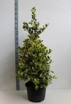 Hulst (Ilex Altaclerensis 'Golden King') -Tuinplanten Winkel ilex a golden king 100 125 cm co. 25 kopie kopie 1