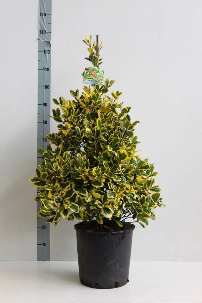 Hulst (Ilex Altaclerensis 'Golden King') - Afbeelding 2