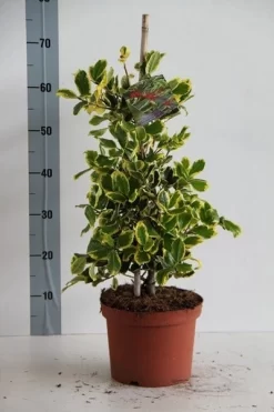 Hulst (Ilex Altaclerensis 'Golden King') -Tuinplanten Winkel ilex al. golden king 50 60 cm c5 kopie