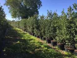 Grote Hulst (Ilex Aquifolium) -Tuinplanten Winkel ilex aquifolium h200225cm