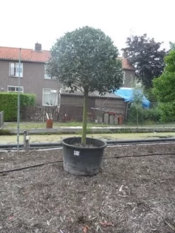 Hulst Op Stam (Ilex Aquifolium) -Tuinplanten Winkel ilex aquifolium halfstam 30 35