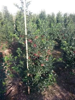 Blauwe Hulst (Ilex Meserveae 'Blue Princess') 5 Blauwe Hulst (Ilex Meserveae 'Blue Princess') -Tuinplanten Winkel ilex blue princess 125 150 cm drkl 1