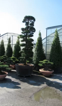 Japanse Hulst Als Bonsai (Ilex Crenata) -Tuinplanten Winkel ilex bonsai
