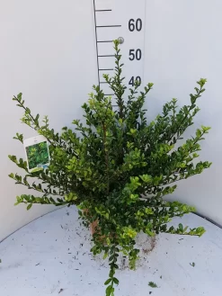 Japanse Hulst (Ilex Crenata 'Glory Gem')