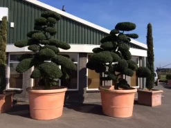 Japanse Hulst Als Bonsai (Ilex Crenata) -Tuinplanten Winkel ilex crenata bonsai solitair extra