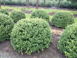 Japanse Hulst In Bolvorm (Ilex Crenata 'Convexa') -Tuinplanten Winkel ilex crenata convexa bol 100