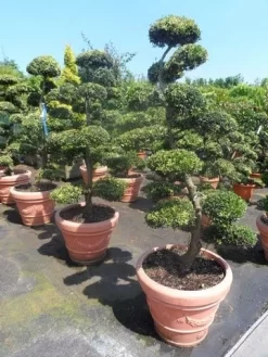 Japanse Hulst Als Bonsai (Ilex Crenata) -Tuinplanten Winkel ilex crenata kinmei bonsai 160 180