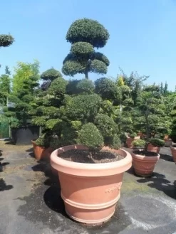 Japanse Hulst Als Bonsai (Ilex Crenata) -Tuinplanten Winkel ilex crenata kinmei bonsai 160 180 extra