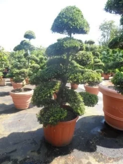 Japanse Hulst Als Bonsai (Ilex Crenata) -Tuinplanten Winkel ilex crenata kinmei bonsai 175 200 extra
