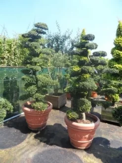 Japanse Hulst Als Bonsai (Ilex Crenata) -Tuinplanten Winkel ilex crenata kinmei bonsai 180 200