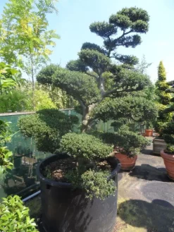 Japanse Hulst Als Bonsai (Ilex Crenata) -Tuinplanten Winkel ilex crenata kinmei bonsai 200 225 c750 1000