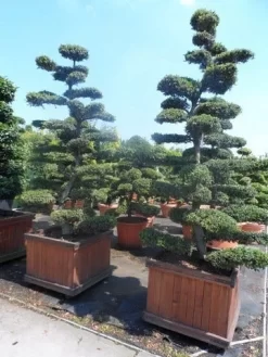 Japanse Hulst Als Bonsai (Ilex Crenata) -Tuinplanten Winkel ilex crenata kinmei bonsai 225 250