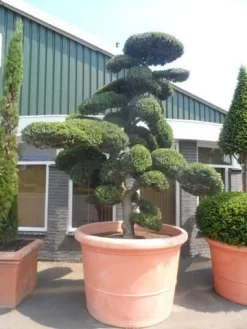 Japanse Hulst Als Bonsai (Ilex Crenata) -Tuinplanten Winkel ilex crenata kinmei bonsai 250 300 solitair extra