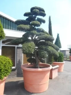 Japanse Hulst Als Bonsai (Ilex Crenata) -Tuinplanten Winkel ilex crenata kinmei bonsai 250 300 solitair extra2