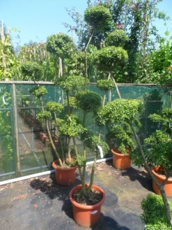 Japanse Hulst Als Bonsai (Ilex Crenata) -Tuinplanten Winkel ilex crenata ponpon 125 150