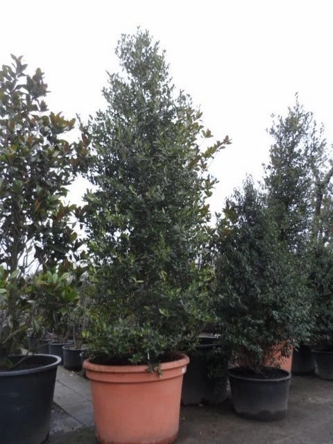 Amerikaanse Hulst (Ilex 'Nellie R Stevens') 4 Amerikaanse Hulst (Ilex 'Nellie R Stevens') - Afbeelding 4