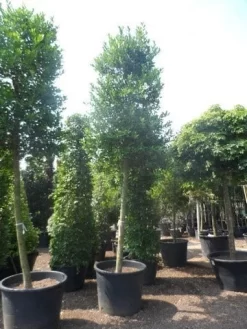 Hulst Als Boom (Ilex 'Nellie R. Stevens') -Tuinplanten Winkel ilex nellie stevens 25 30ho c350 1