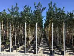 Hulst Als Boom (Ilex 'Nellie R. Stevens') -Tuinplanten Winkel ilex nellie stevens 6 8 1