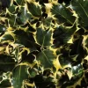 Hulst (Ilex Aquifolium 'Madame Briot')