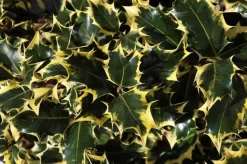 Hulst (Ilex Aquifolium 'Madame Briot')
