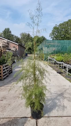 Berk (Betula Pendula 'Karaca') -Tuinplanten Winkel img 20210917 wa0021