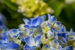 Hortensia Blue Ballad (Hydrangea 'Music Collection') 8 Hortensia Blue Ballad (Hydrangea 'Music Collection') -Tuinplanten Winkel img 1365