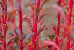 Pronkklokje (Enkianthus Campanulatus) -Tuinplanten Winkel img 1495