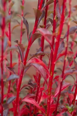Pronkklokje (Enkianthus Campanulatus) -Tuinplanten Winkel img 1496 1