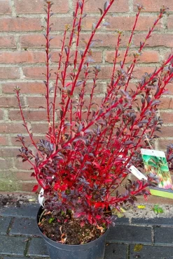 Pronkklokje (Enkianthus Campanulatus) -Tuinplanten Winkel img 1497